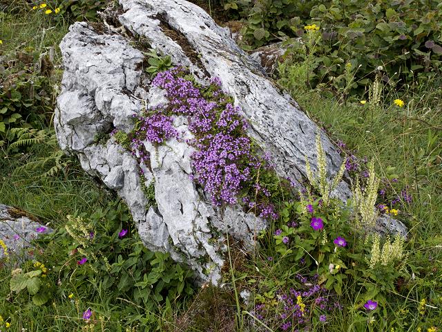 Flowers in the Burren